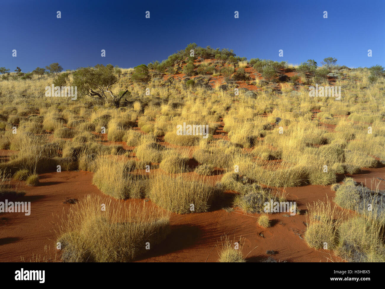 Spinifex (Triodia sp.) Stockfoto
