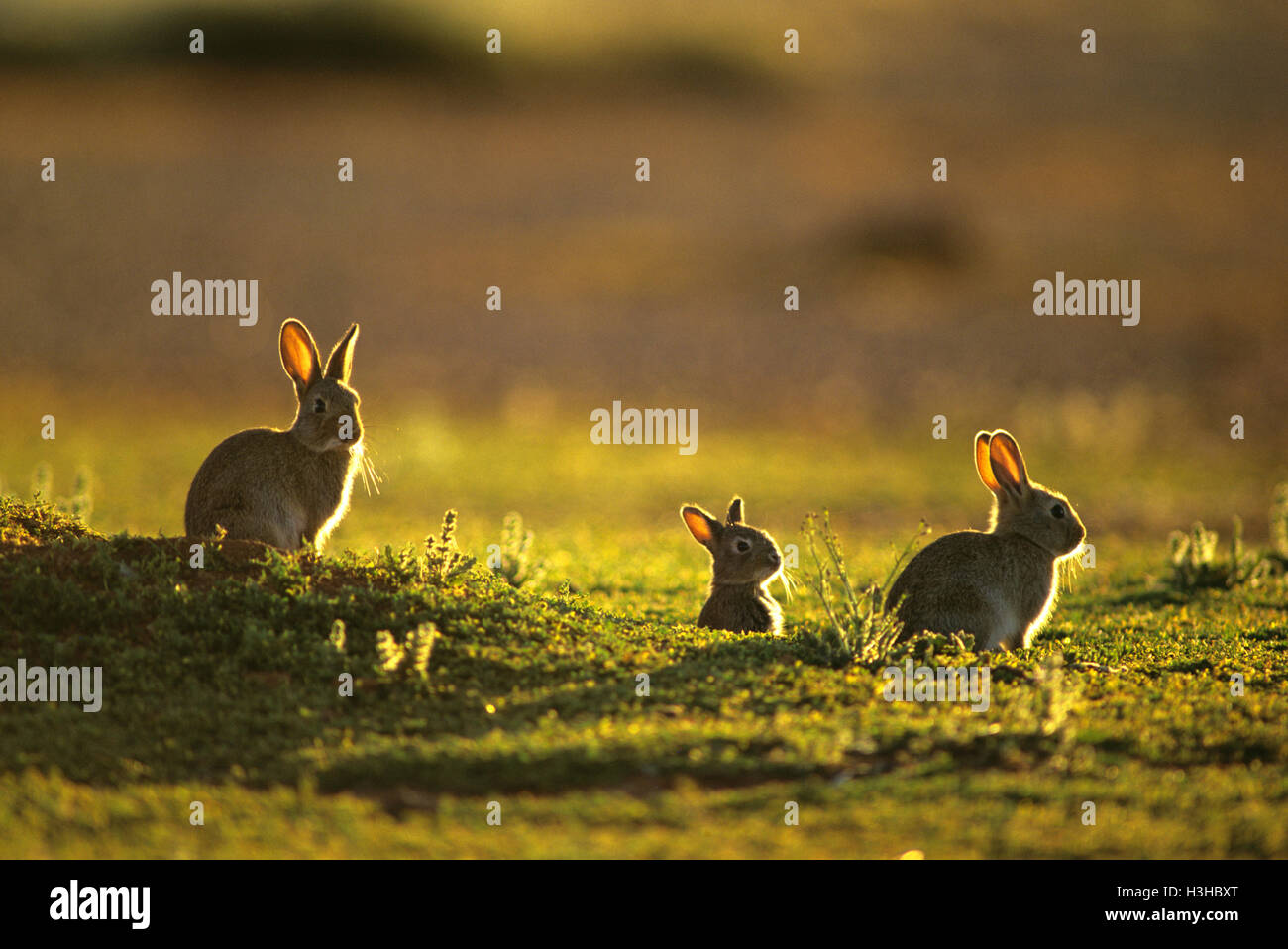 Kaninchen (Oryctolagus Cuniculus) Stockfoto