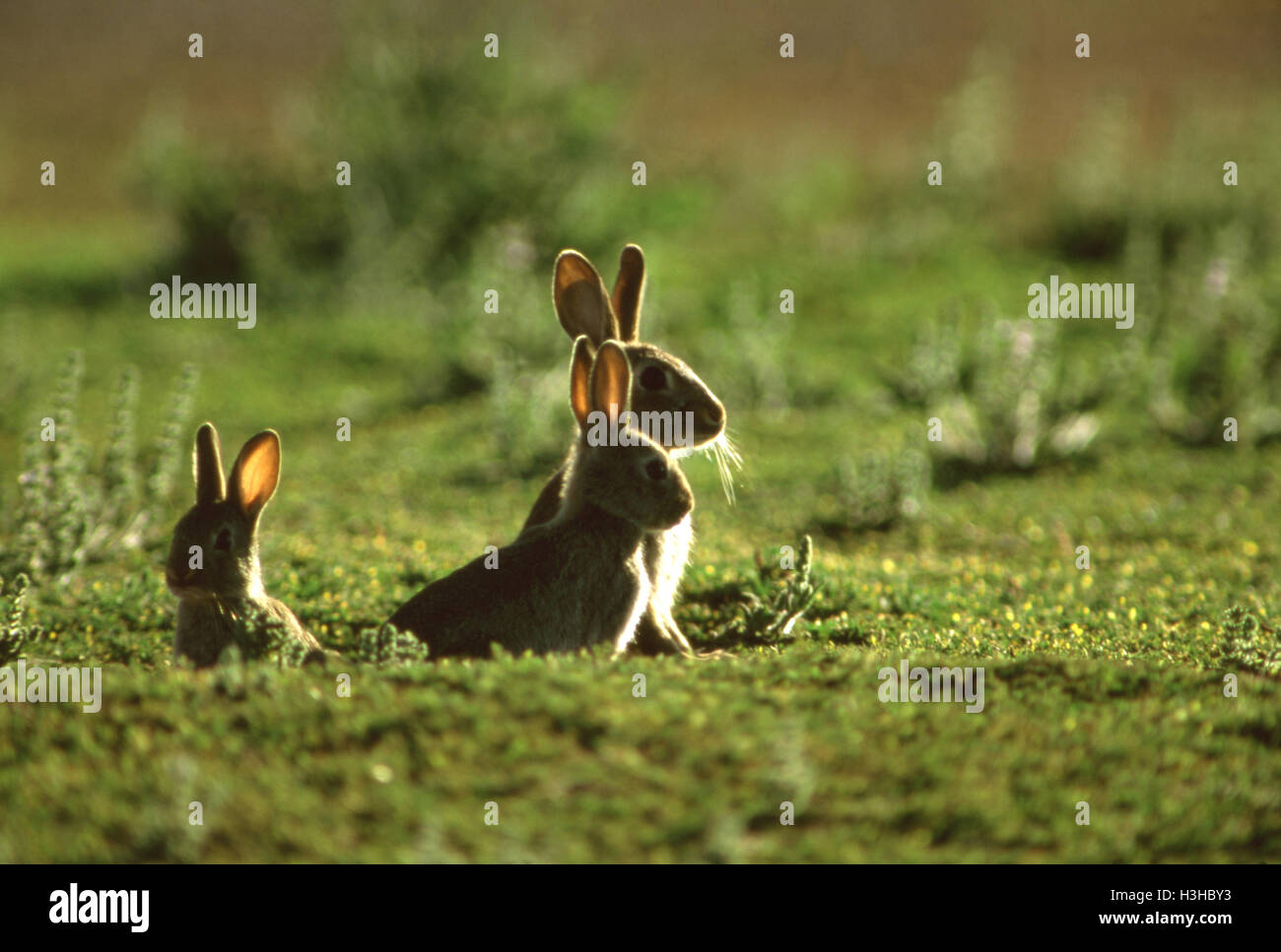 Kaninchen (Oryctolagus Cuniculus) Stockfoto