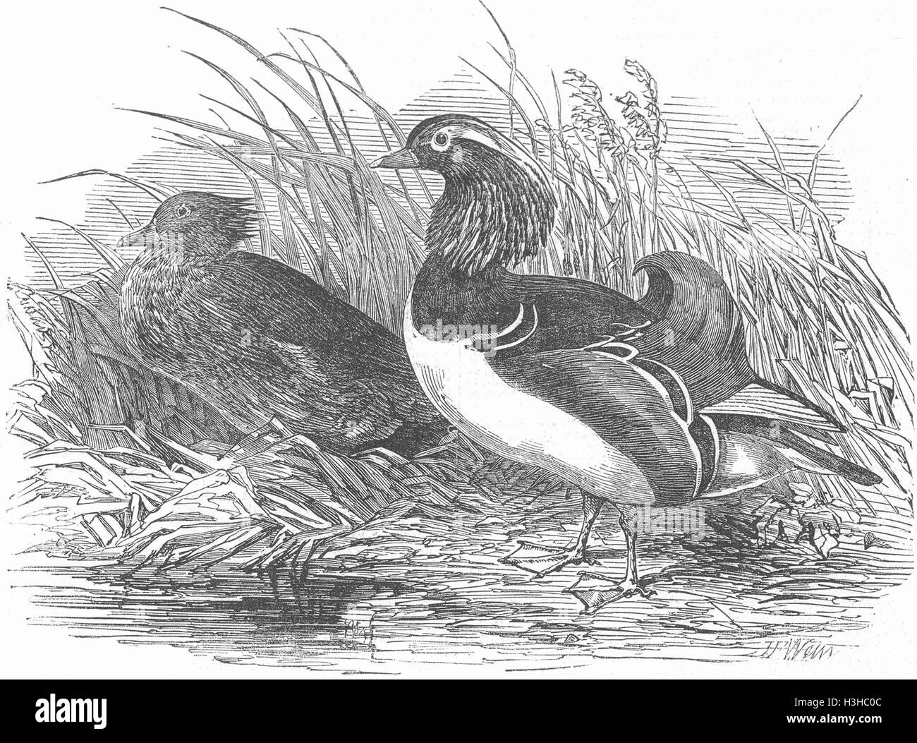 Vögel-Mandarinenten 1851. Illustrierte London News Stockfoto