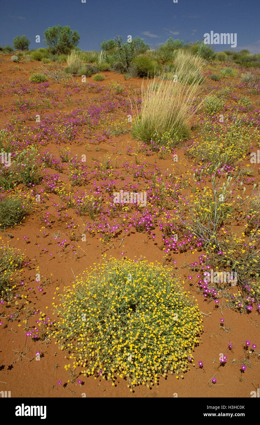 Australische Wüste in voller Blüte, Stockfoto