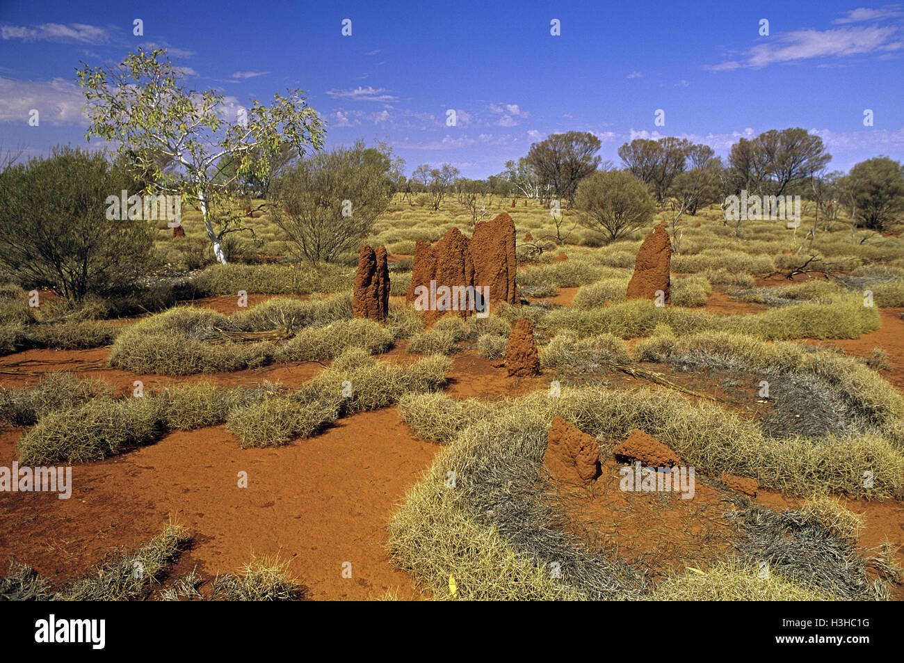 Spinifex Ringe und Termitenhügel. Stockfoto