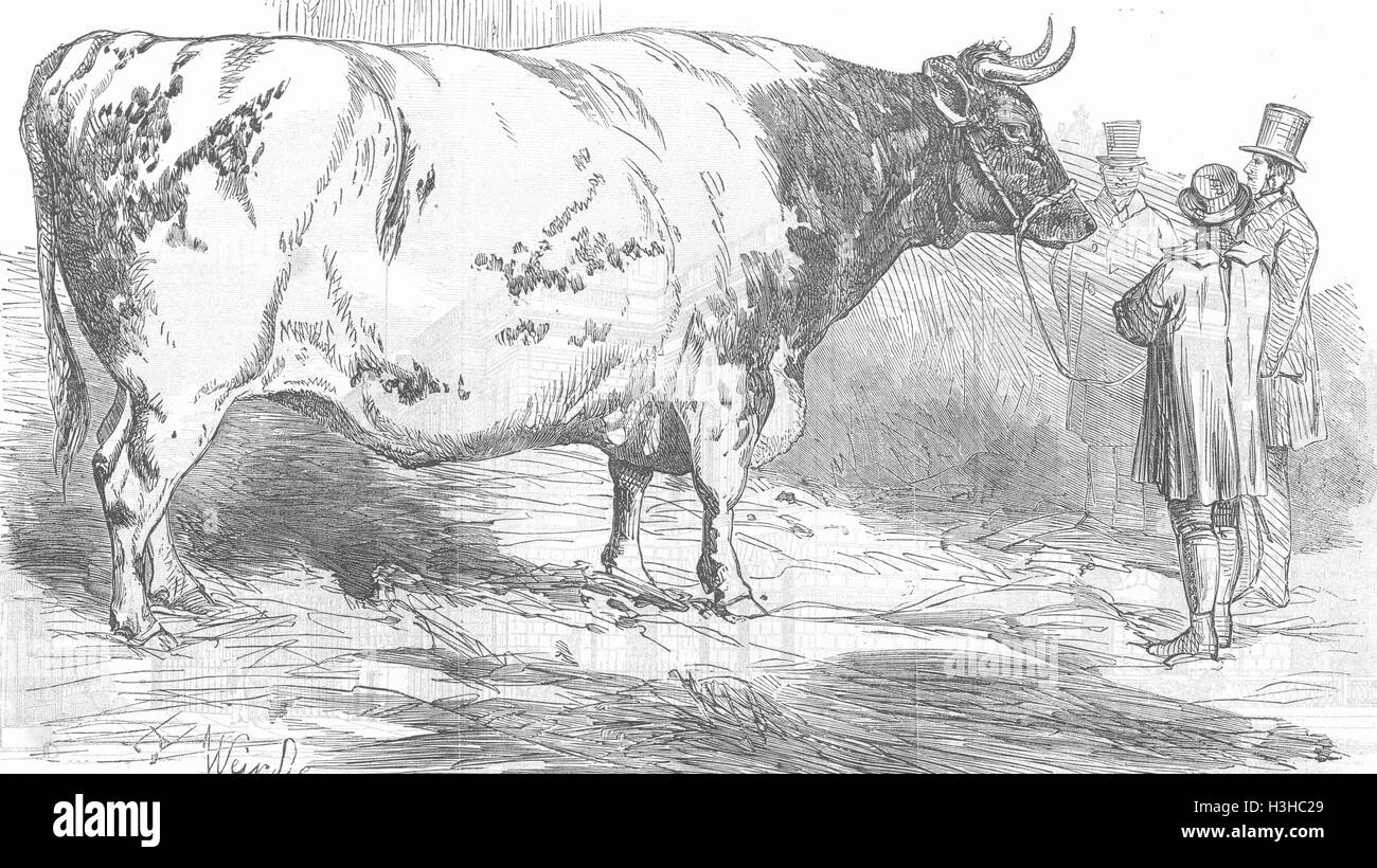 Ochsen Harry Verney riesige kurze gehörnten Ochsen 1853. Illustrierte London News Stockfoto