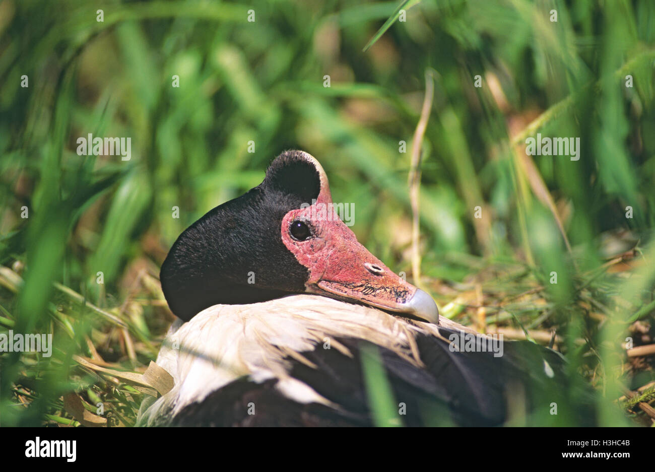 Elster Gans (Anseranas Semipalmata) Stockfoto
