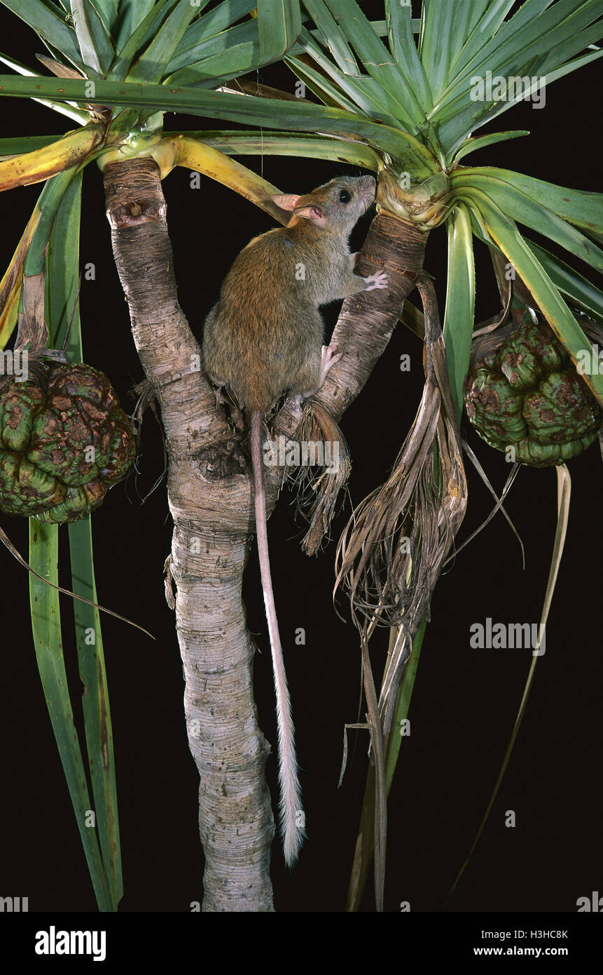 Golden-backed Baum-Ratte (Mesembriomys Macrurus) Stockfoto