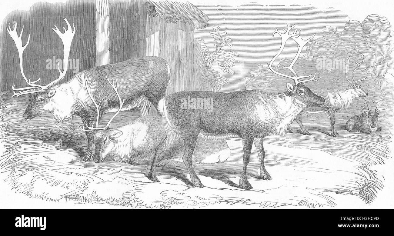 Tiere-Rentier 1850. Illustrierte London News Stockfoto