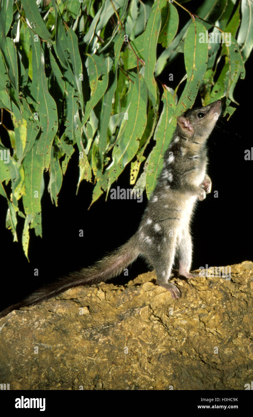 Nördlichen Quoll (Dasyurus Hallucatus) Stockfoto