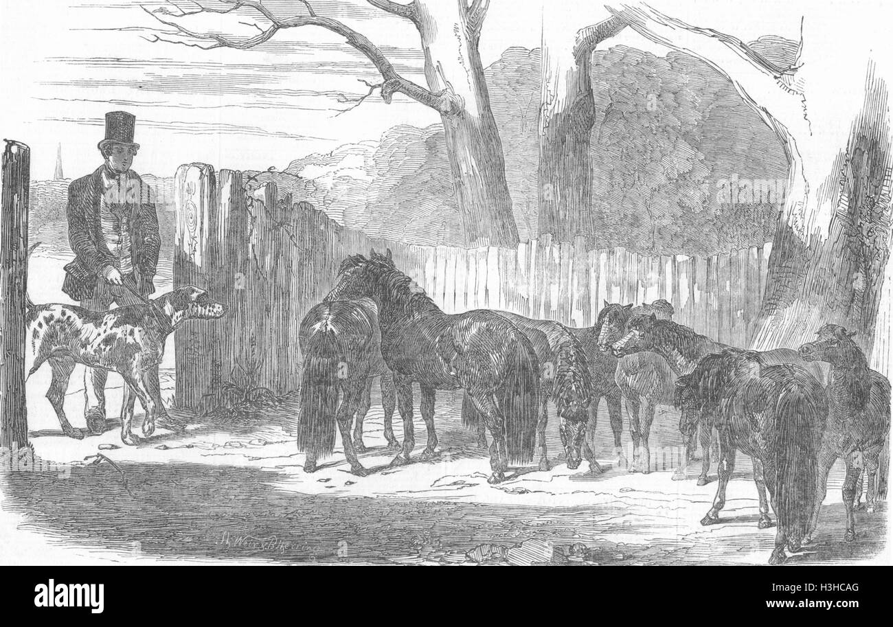 Ägypten-Shetland-Ponys für Pacha von 1850 gekauft. Illustrierte London News Stockfoto