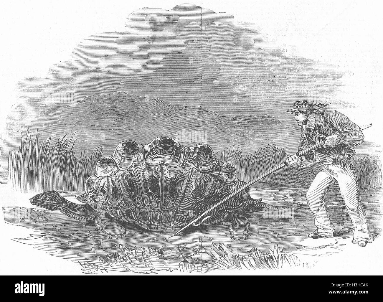 Schildkröten riesige Land Schildkröte-Geschenk für Königin 1850. Illustrierte London News Stockfoto