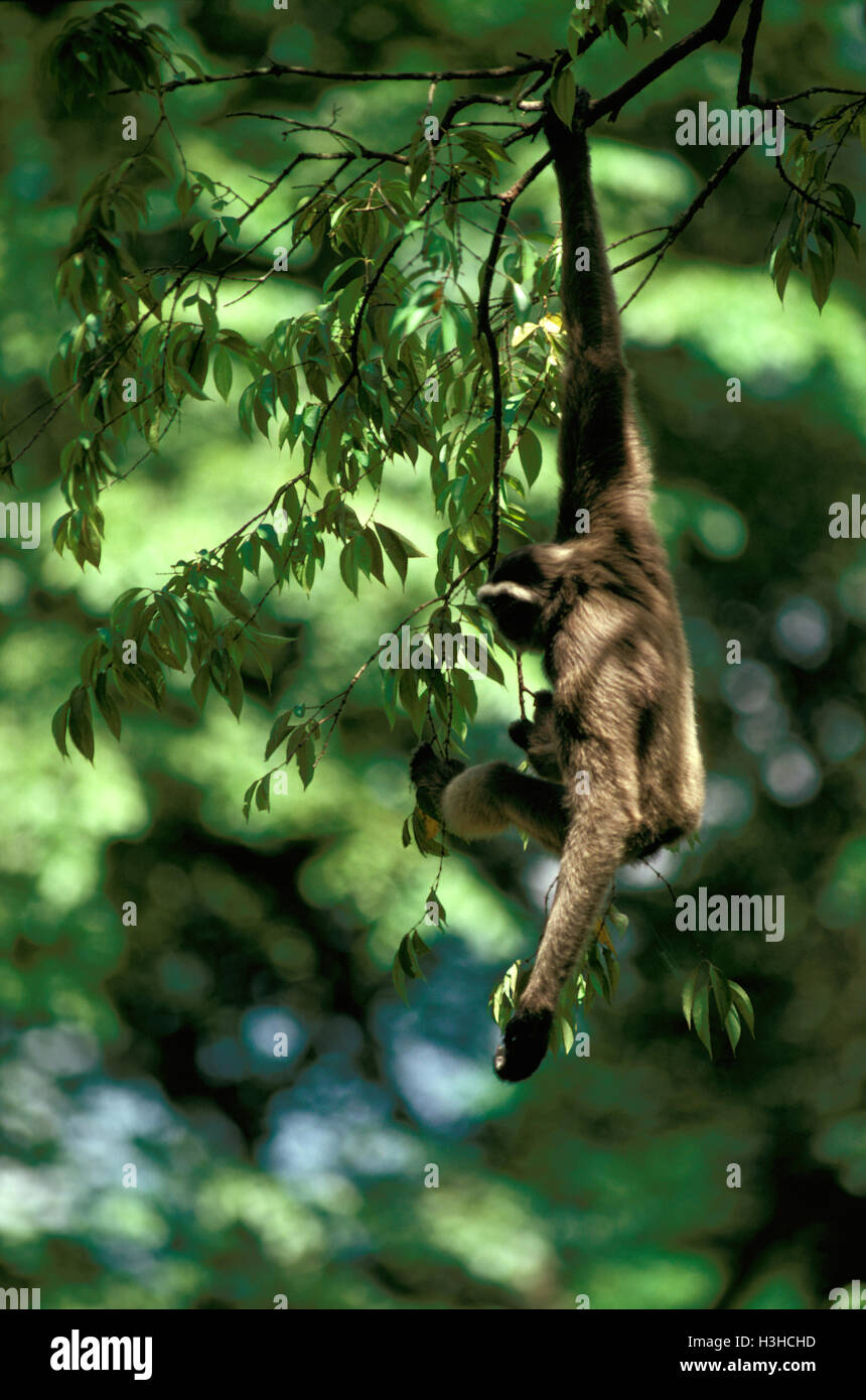 Bornesischen Gibbon (Hylobates die Tiere) Stockfoto