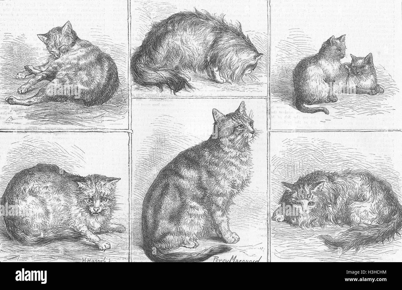 Manx Katzen; Persische; Englisch; Thai; Französisch-afrikanischen 1871. Die Grafik Stockfoto