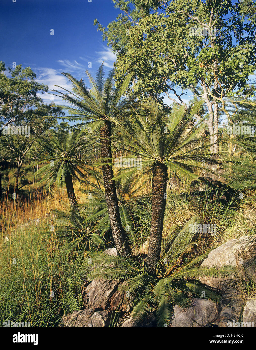 Snow Gum (Cycas Calcicola) Stockfoto