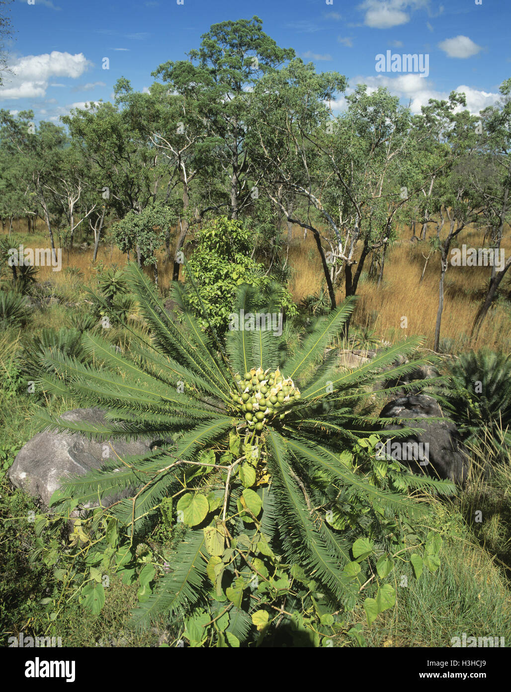 Snow Gum (Cycas Calcicola) Stockfoto