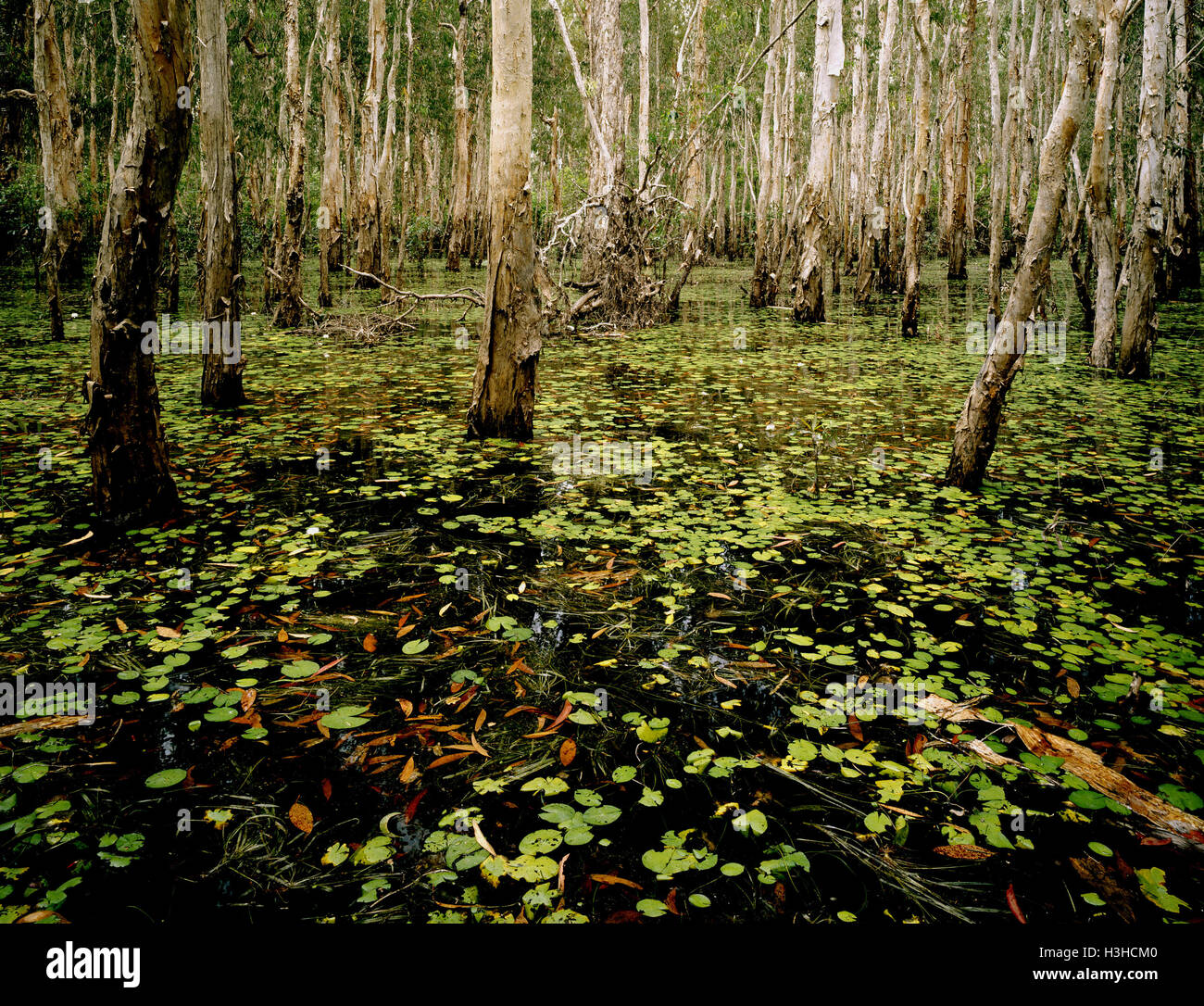 Paperbarks (Melaleuca spp.) während der nassen Jahreszeit Stockfoto