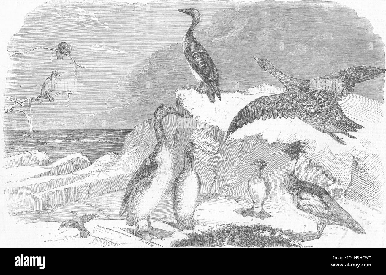 Vögel-Taucher; Gans; Chatterer; Grebe; Prototyp 1850. Illustrierte London News Stockfoto