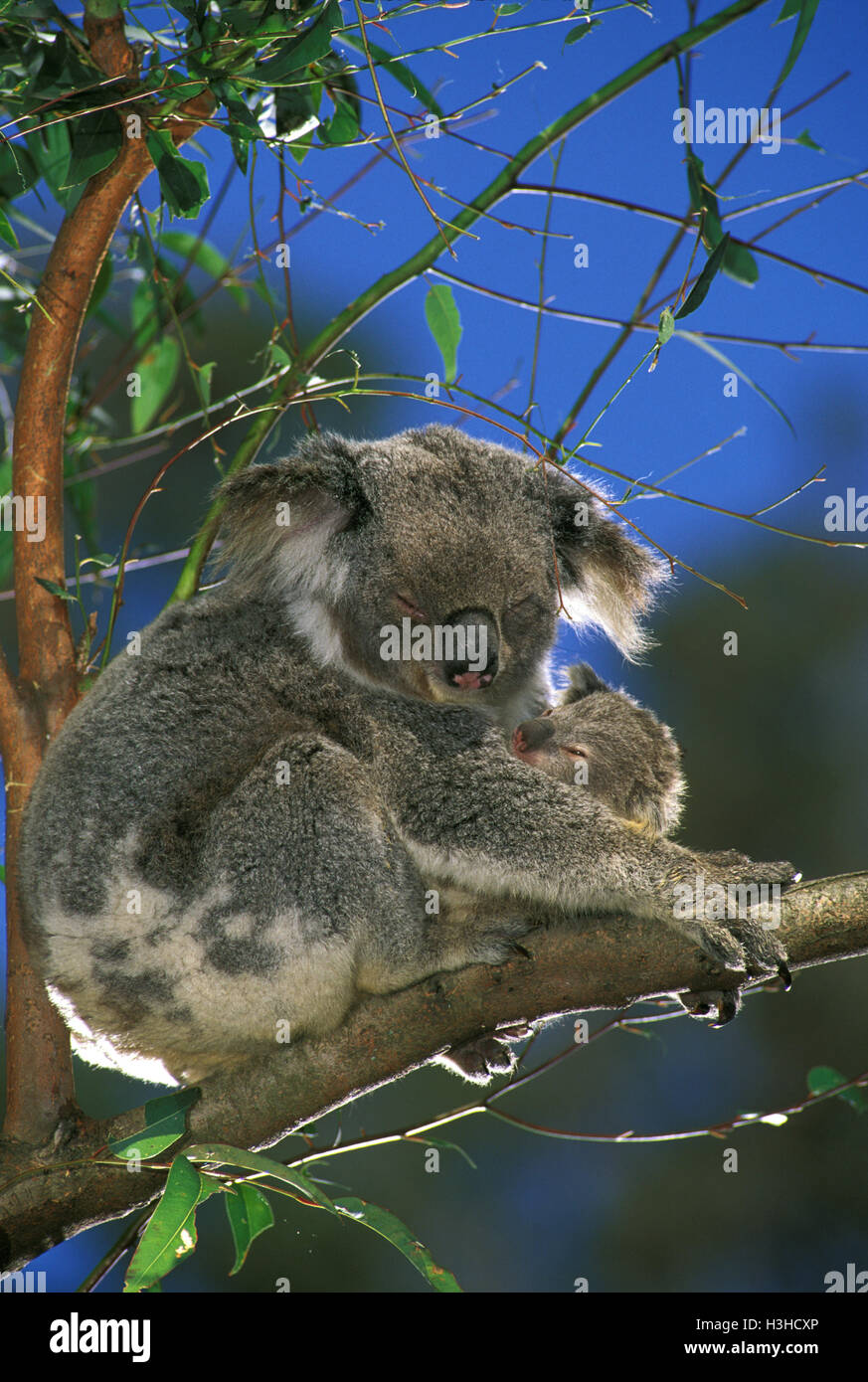 Koala (Phascolarctos Cinereus) Stockfoto