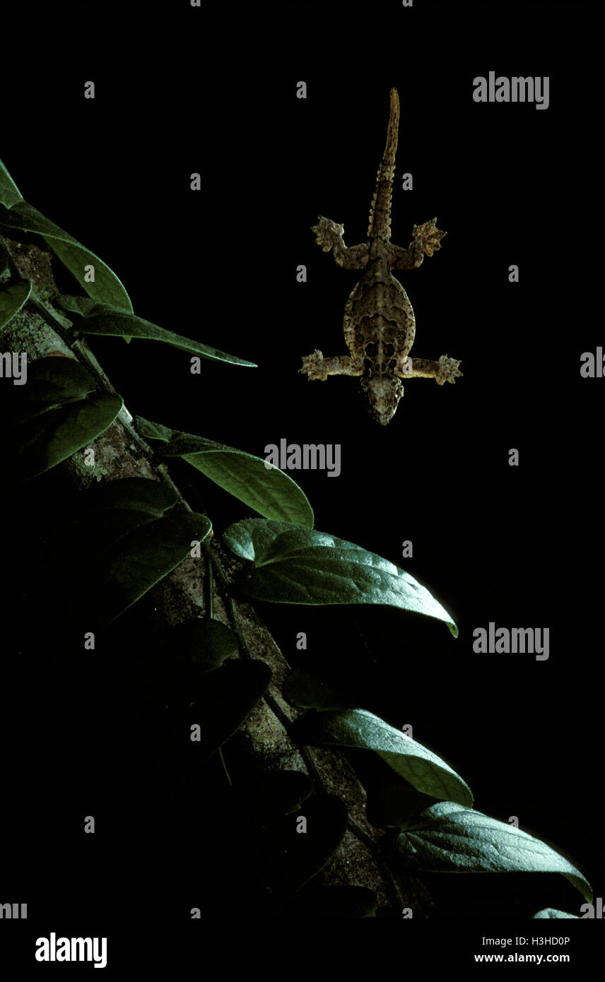 Glatt-backed gleiten Gecko (Ptychozoon Lionotum) Stockfoto
