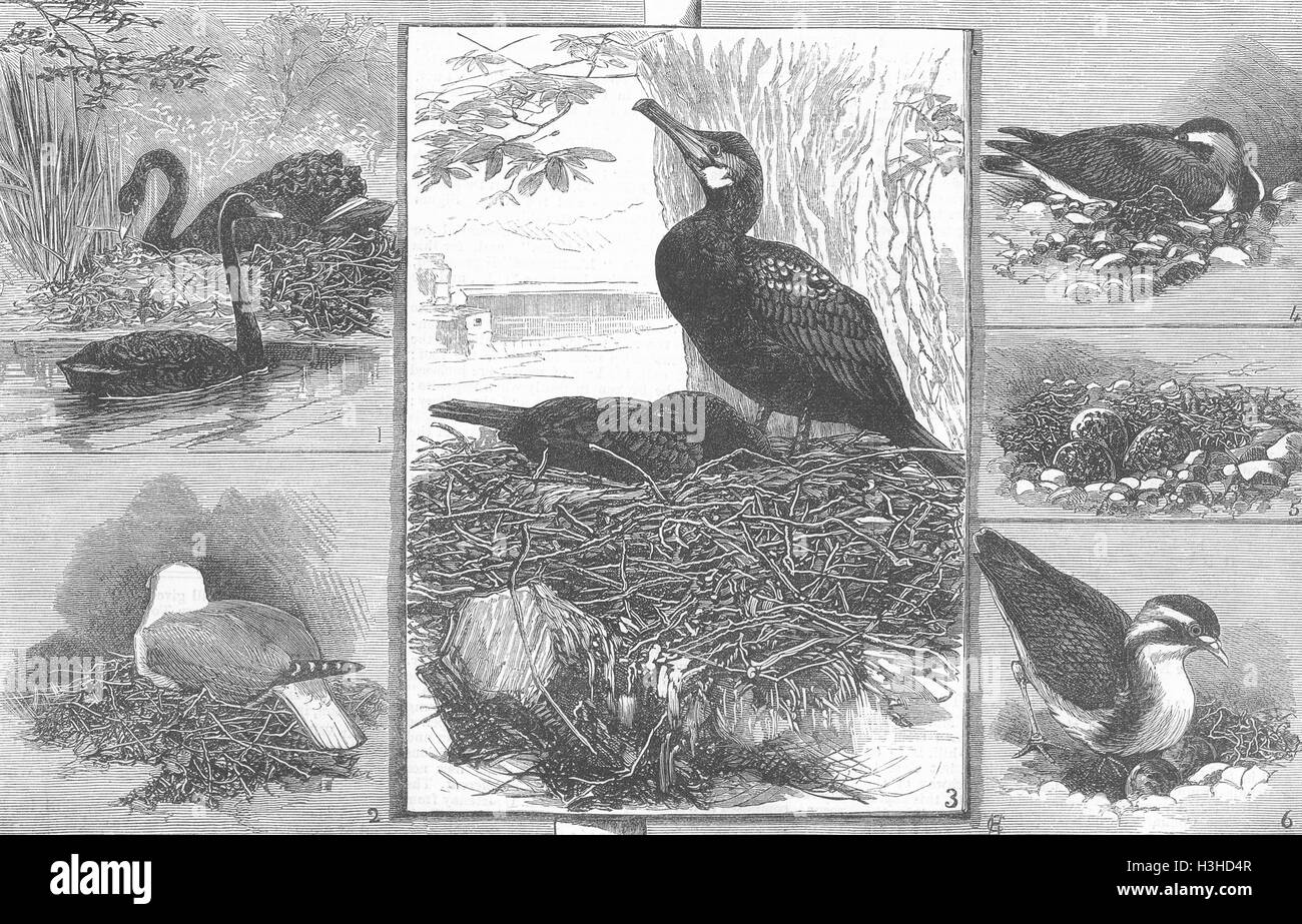 Vögel Black Swan, Möwe, Kormoran, Kiebitz 1883. Illustrierte London News Stockfoto