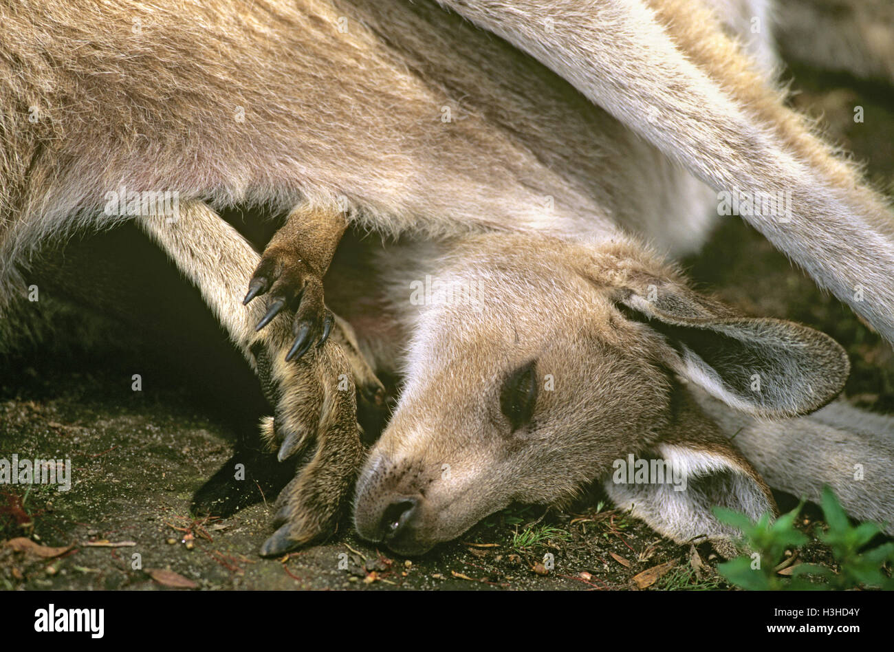 Eastern Grey Kangaroo (Macropus giganteus) Stockfoto