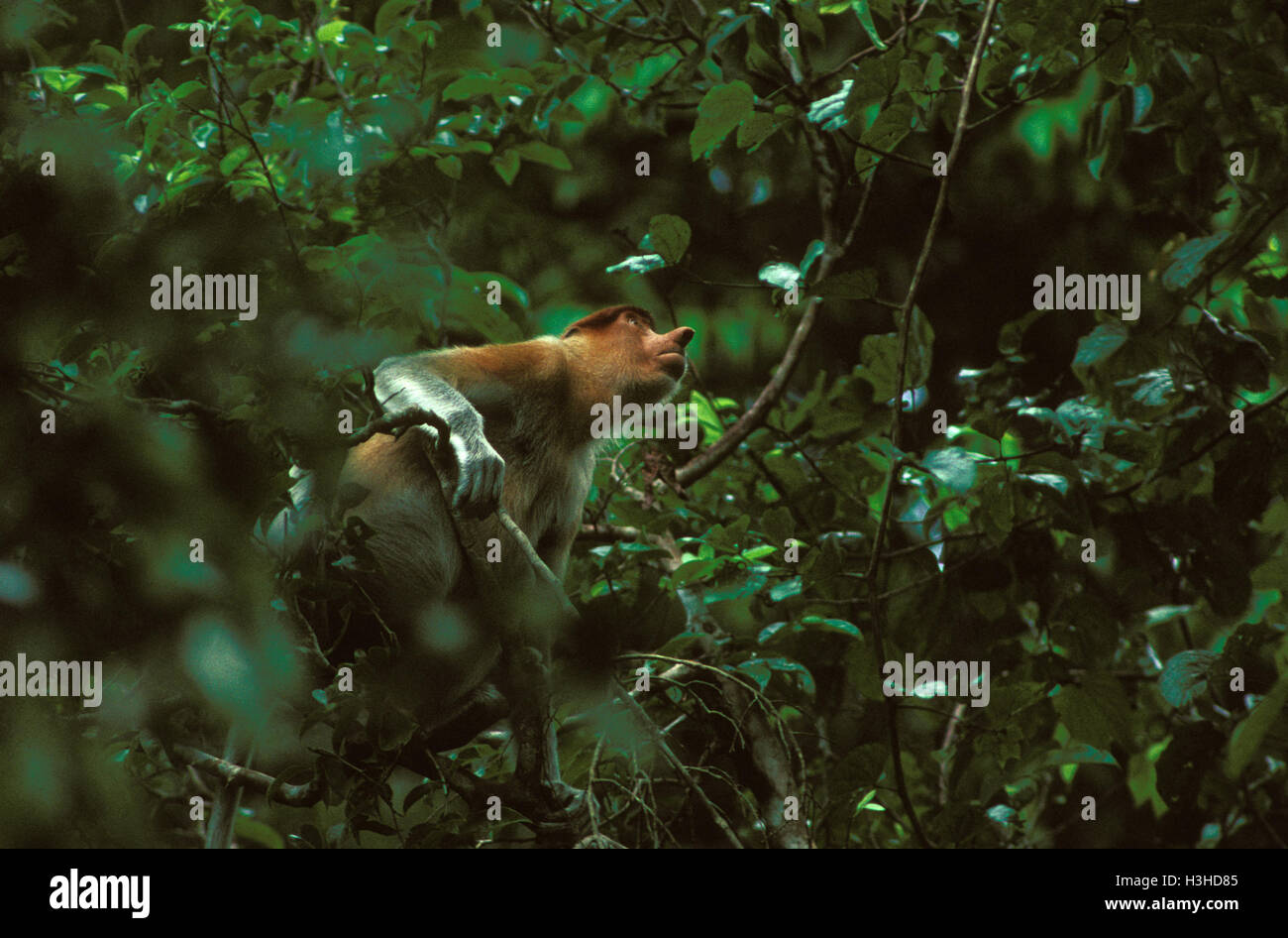 Nasenaffe (Nasalis Larvatus) Stockfoto