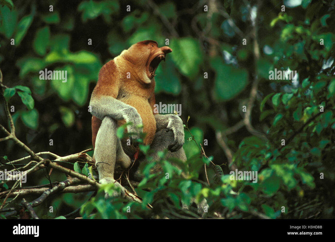 Nasenaffe (Nasalis Larvatus), Männchen, Gähnen, im Baum sitzen. Kinabatangan Fluss, Sabah, Borneo, Malaysia Stockfoto