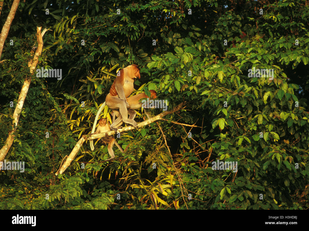 Nasenaffe (Nasalis Larvatus) Stockfoto