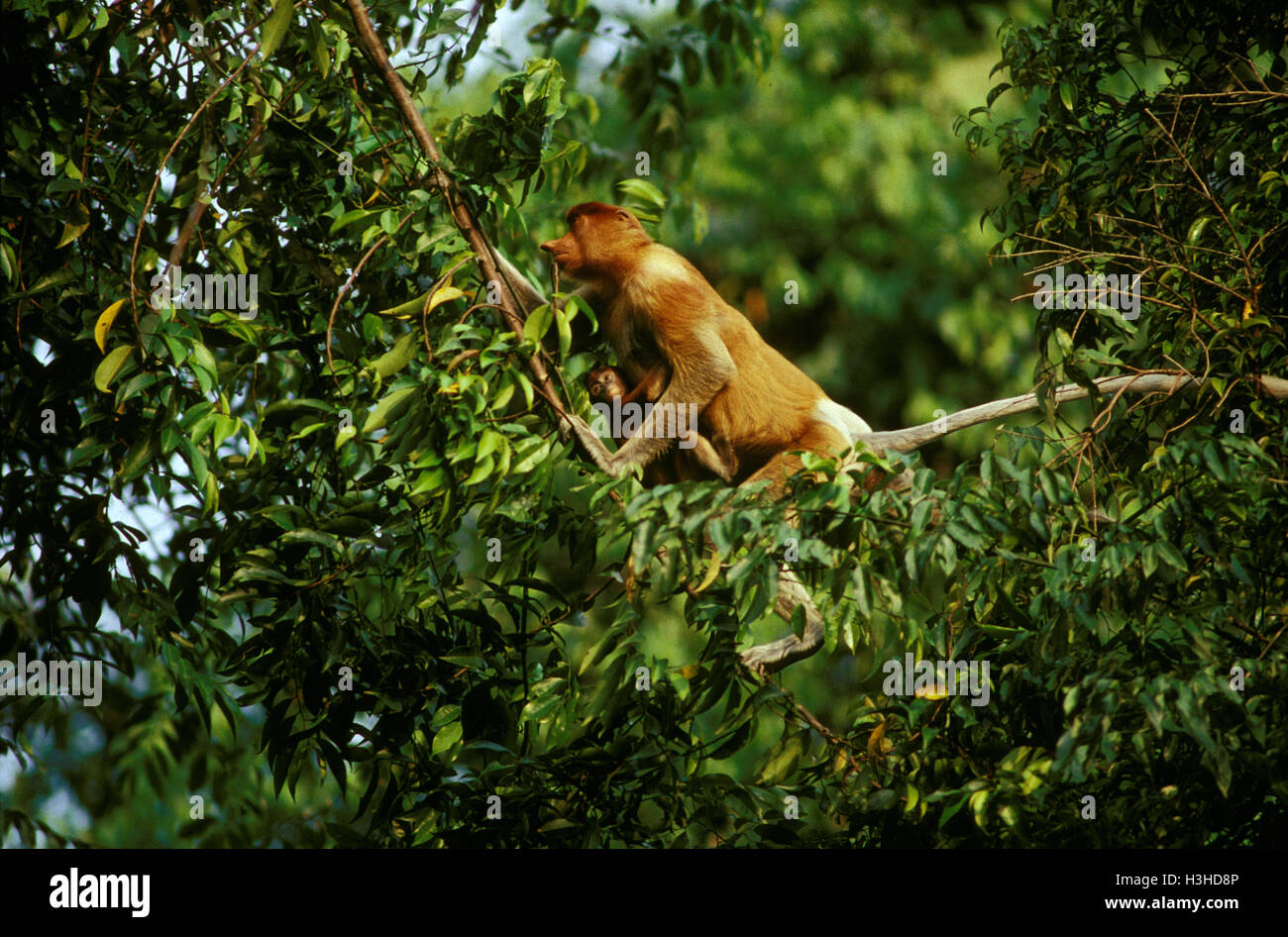 Nasenaffe (Nasalis Larvatus) Stockfoto