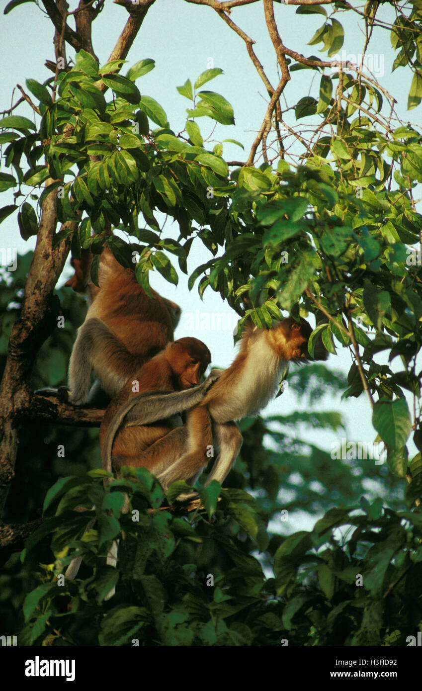 Nasenaffe (Nasalis Larvatus) Stockfoto