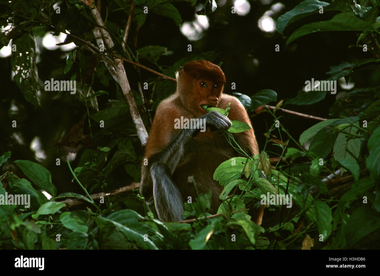Nasenaffe (Nasalis Larvatus) Stockfoto