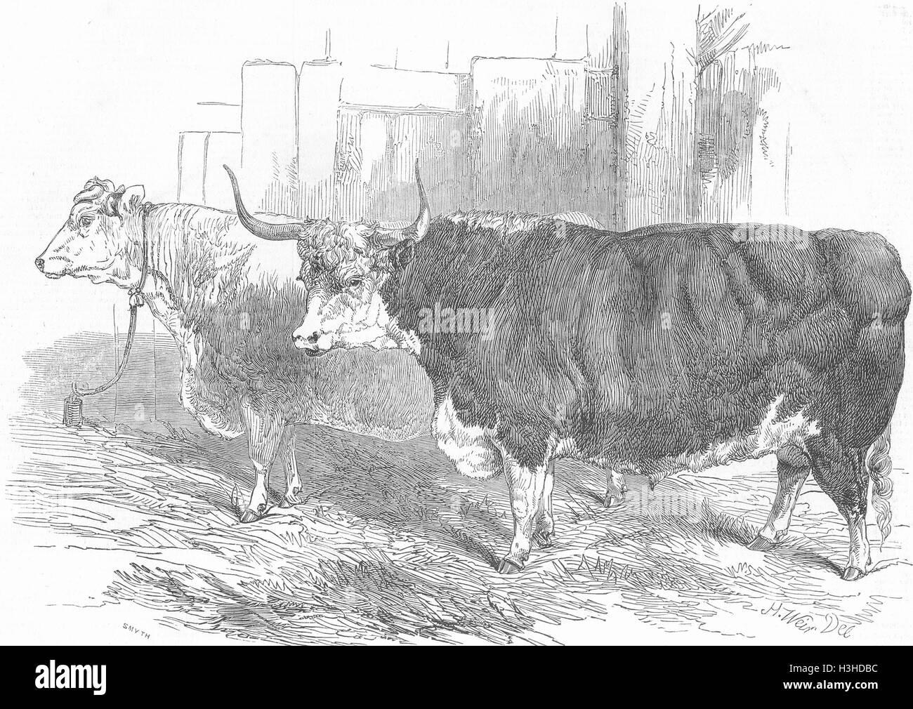 Kühe Smithfield Färse, Hereford Rind 1848. Illustrierte London News Stockfoto