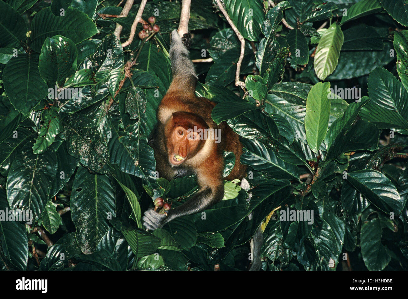 Nasenaffe (Nasalis Larvatus) Stockfoto