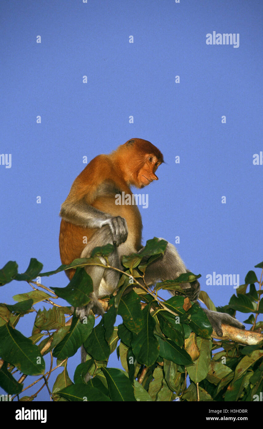 Nasenaffe (Nasalis Larvatus) Stockfoto