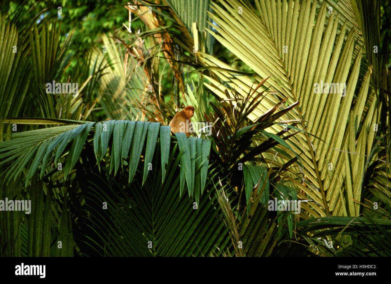Nasenaffe (Nasalis Larvatus) Stockfoto