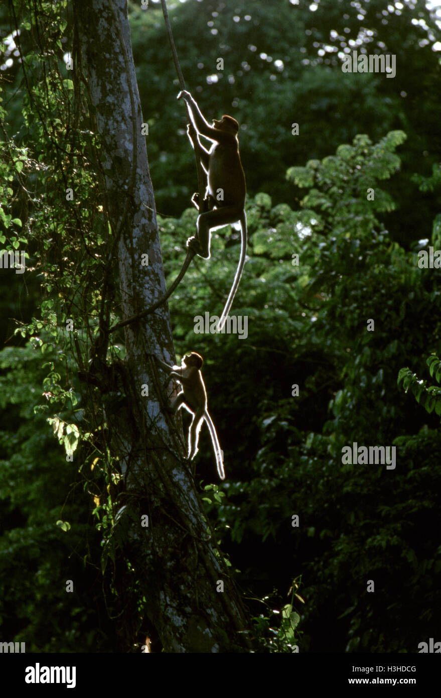Nasenaffe (Nasalis Larvatus) Stockfoto