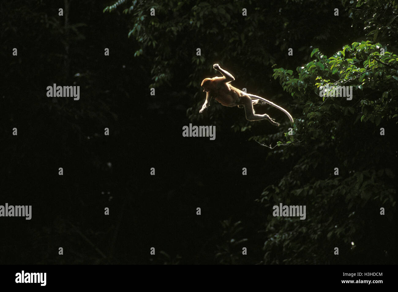 Nasenaffe (Nasalis Larvatus) Stockfoto