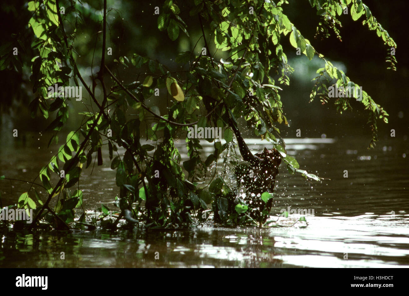 Nasenaffe (Nasalis Larvatus) Stockfoto