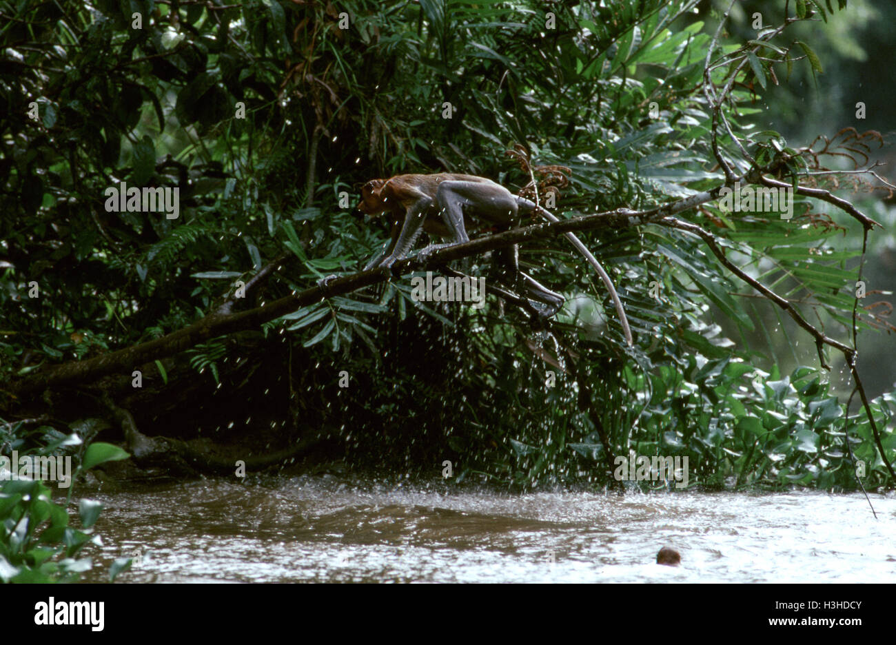 Nasenaffe (Nasalis Larvatus) Stockfoto