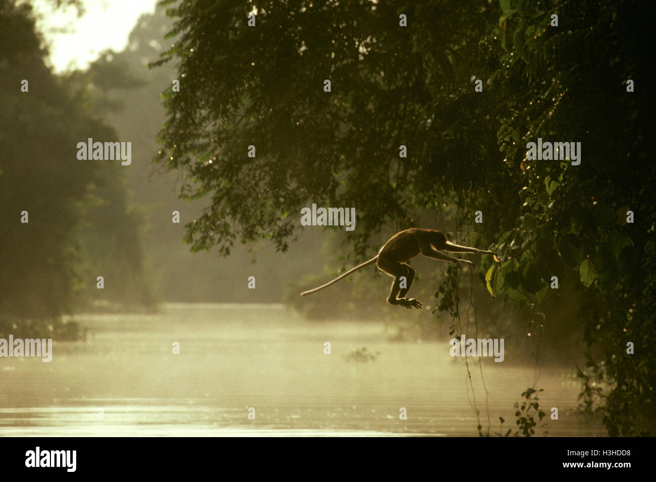 Nasenaffe (Nasalis Larvatus) Stockfoto