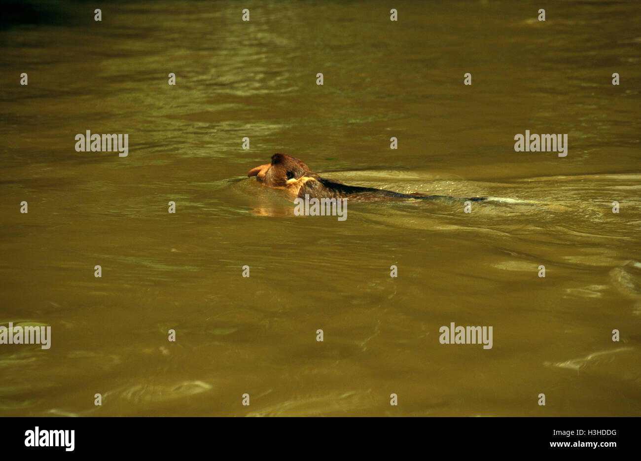 Nasenaffe (Nasalis Larvatus) Stockfoto