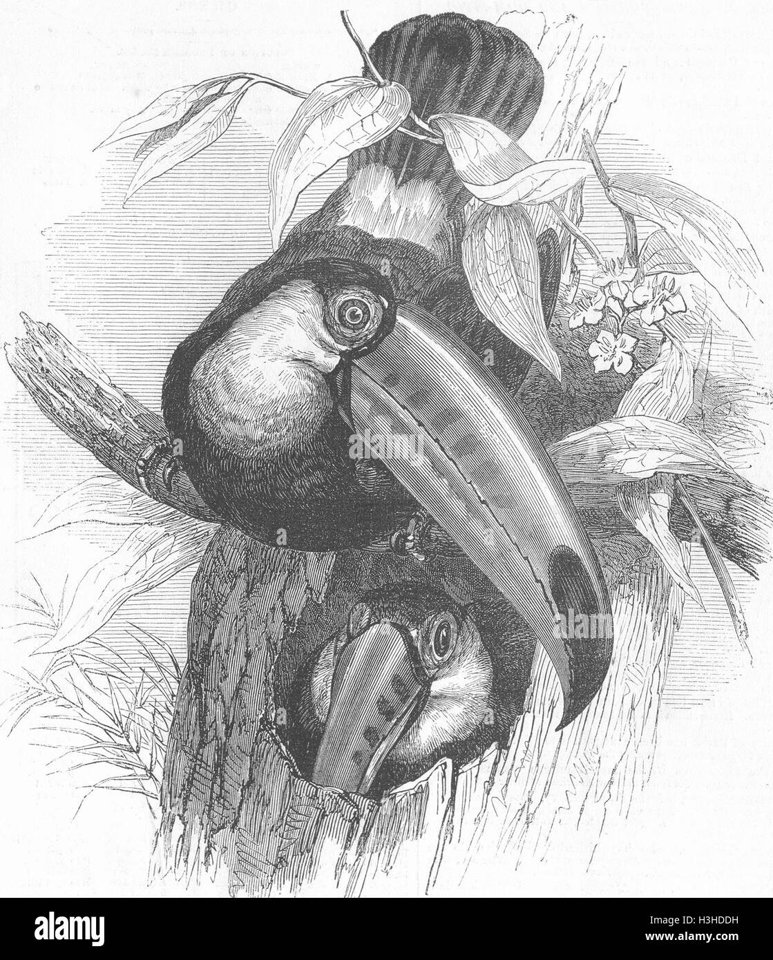 Vögel Toco Toucan(Ramphastos) 1855. Illustrierte London News Stockfoto
