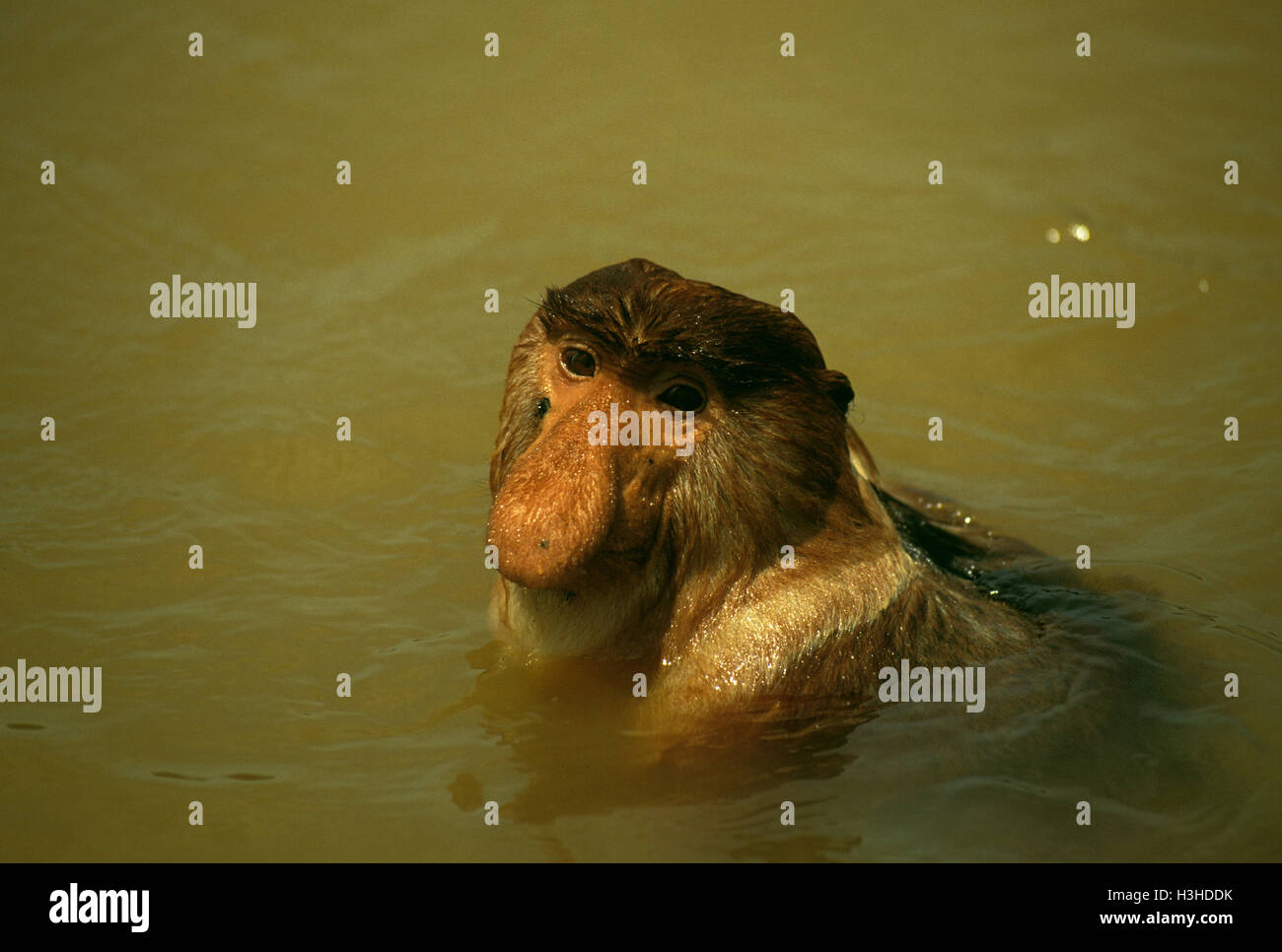 Nasenaffe (Nasalis Larvatus) Stockfoto