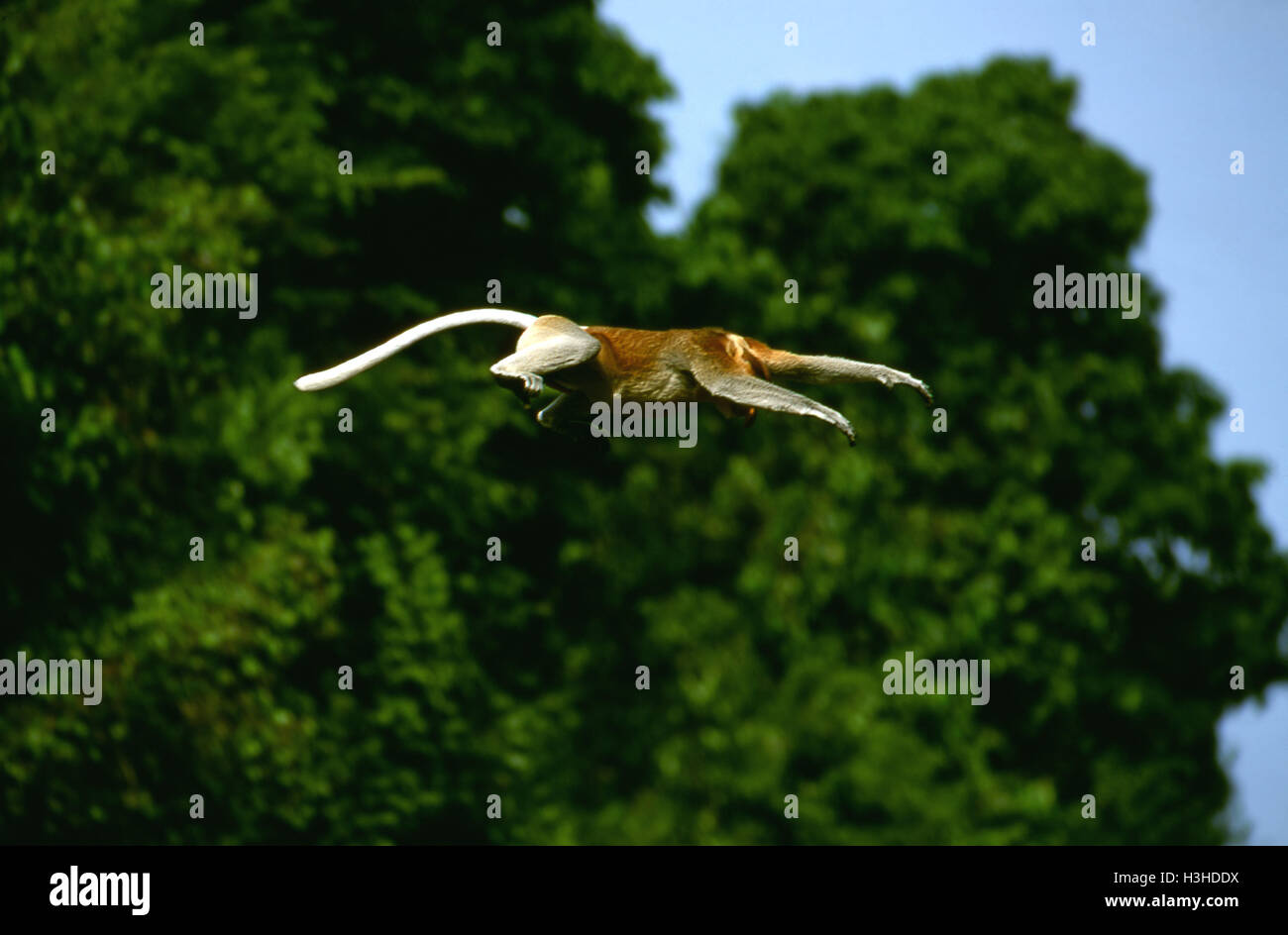 Nasenaffe (Nasalis Larvatus) Stockfoto