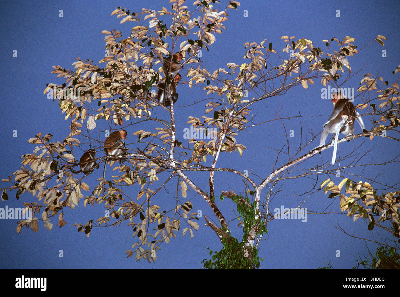 Nasenaffe (Nasalis Larvatus) Stockfoto