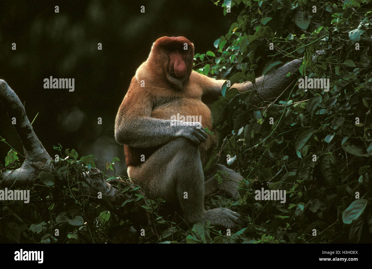 Nasenaffe (Nasalis Larvatus) Stockfoto