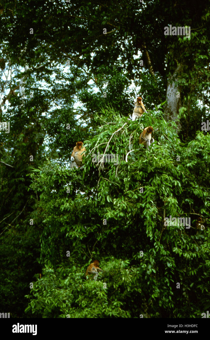 Nasenaffe (Nasalis Larvatus) Stockfoto