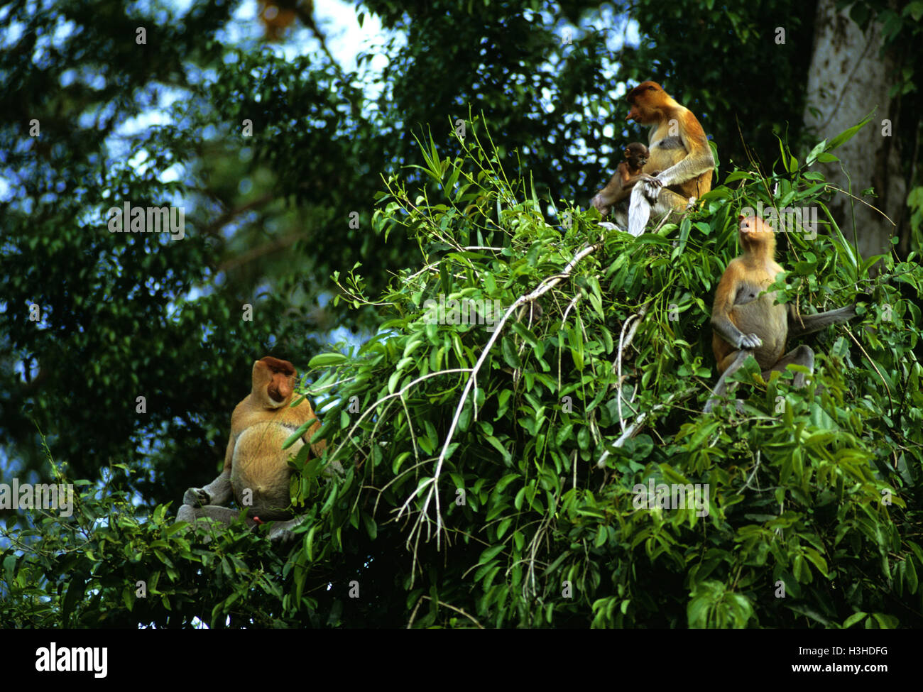 Nasenaffe (Nasalis Larvatus) Stockfoto