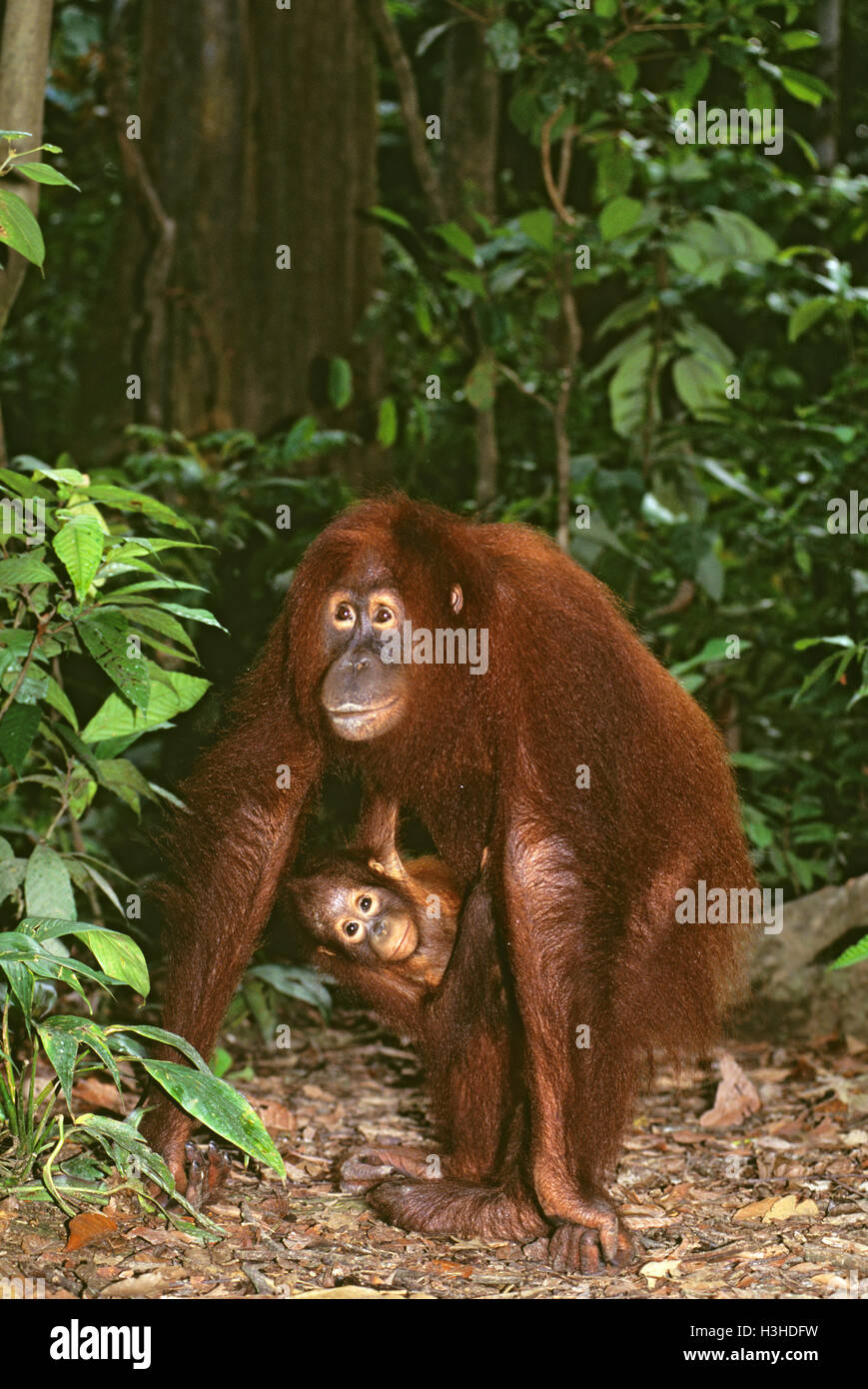 Bornean Orang-Utans (Pongo Pygmaeus) Stockfoto