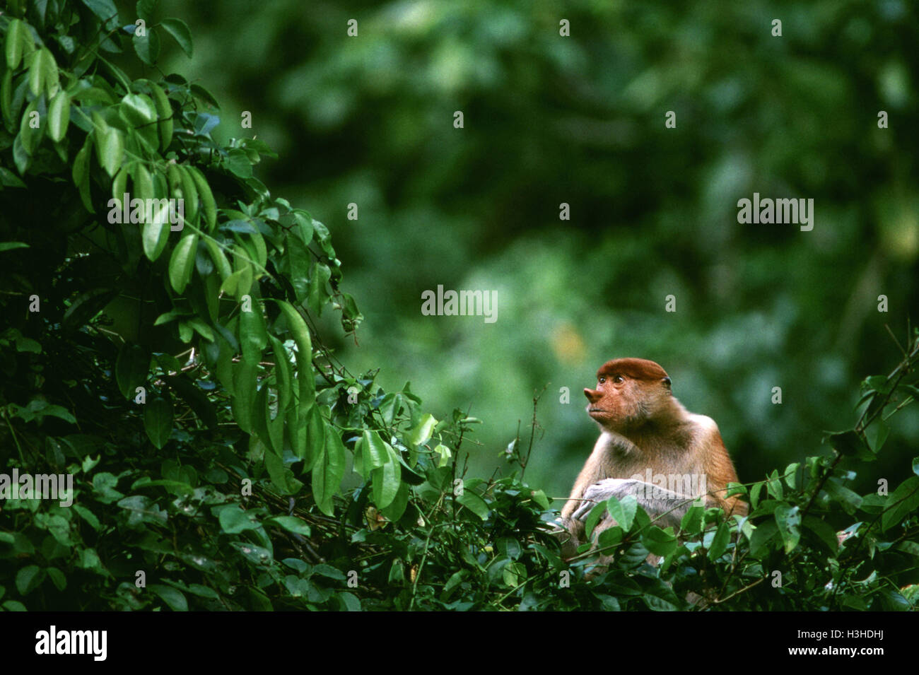 Nasenaffe (Nasalis Larvatus) Stockfoto