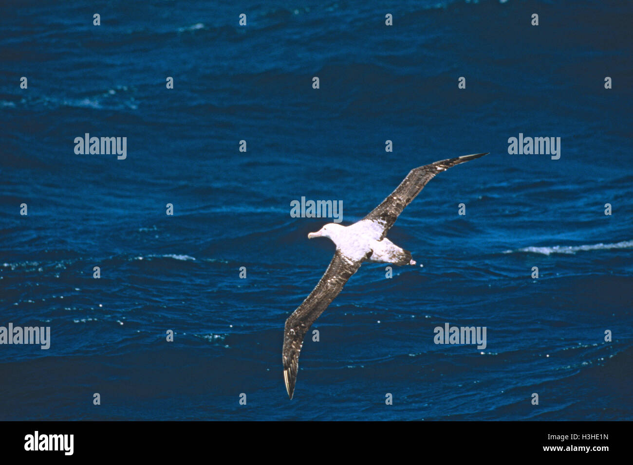 Wanderalbatros (Diomedea Exulans) Stockfoto