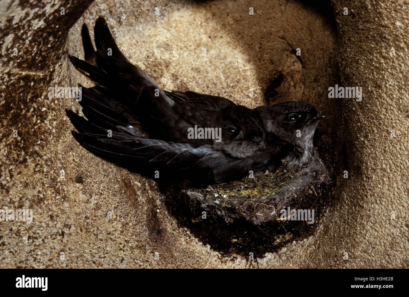Schwarz-Nest Salangane (Aerodramus Maxima Lowi) Stockfoto
